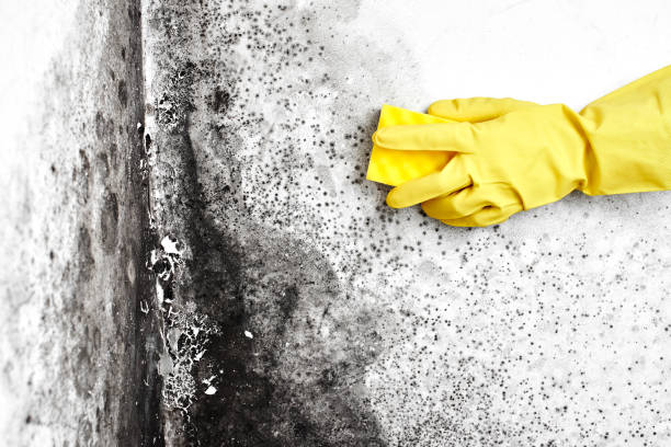 Best Mold Remediation  in Cavalier, ND