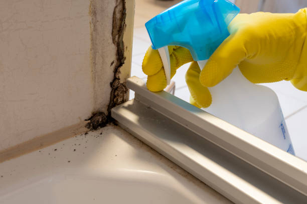 Best Affordable Mold Removal  in Cavalier, ND