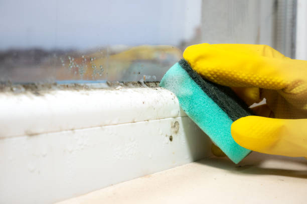 Mold Testing and Removal in Cavalier, ND