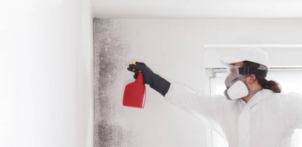 Best Office Mold Removal Services  in Cavalier, ND