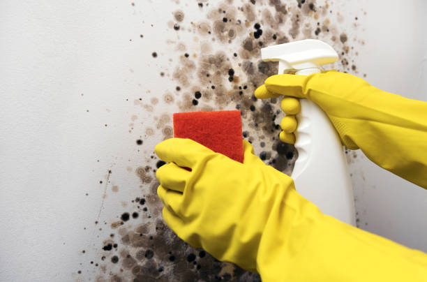 Best Mold Testing and Removal  in Cavalier, ND