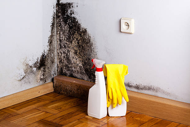 Best Local Mold Removal Service  in Cavalier, ND