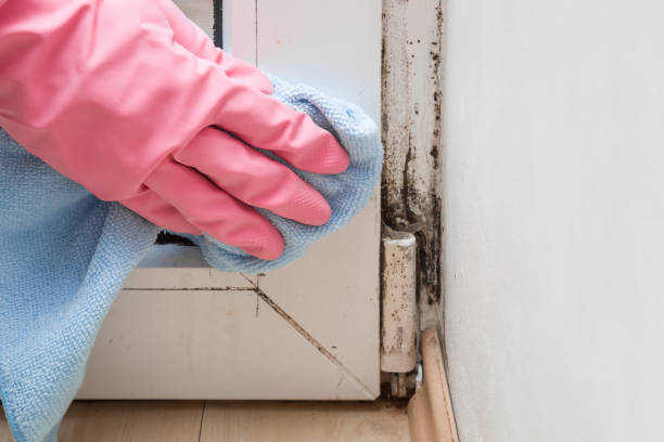 Best Attic Mold Removal  in Cavalier, ND