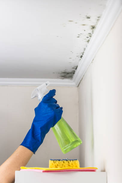 Professional Mold Removal in Cavalier, ND