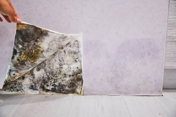 Best Mold Cleaning Services  in Cavalier, ND